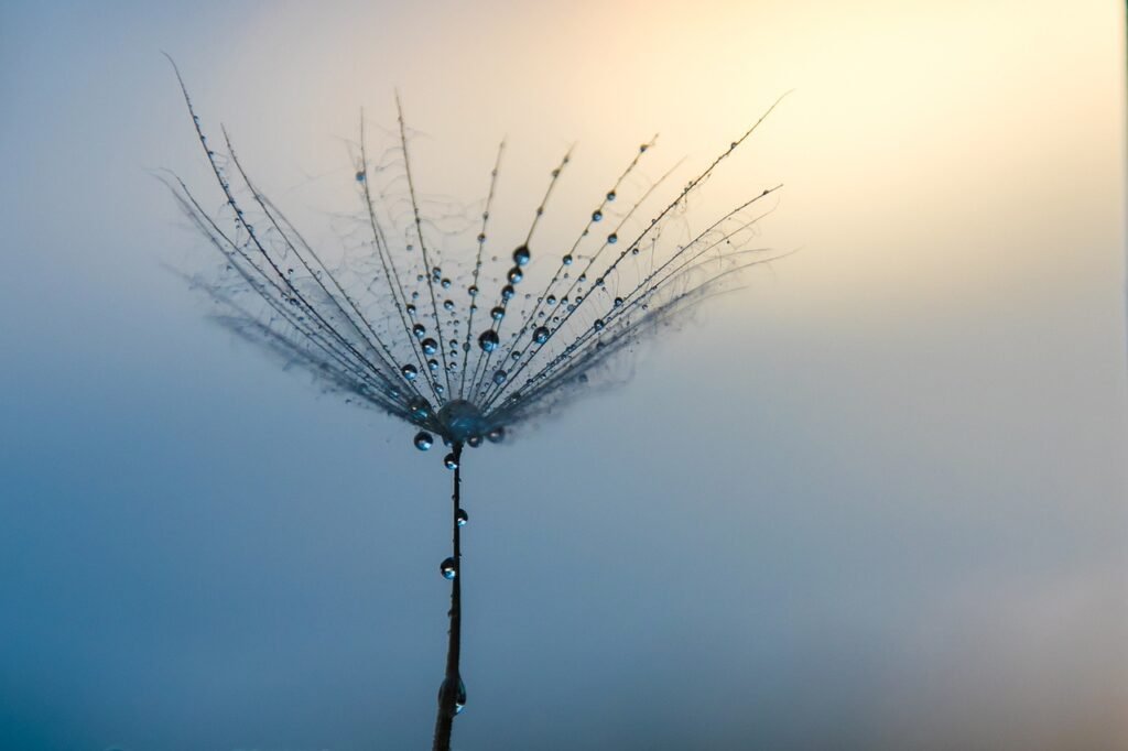 Dandelion head releasing seeds with water droplets glistening, backlit by the soft morning sun