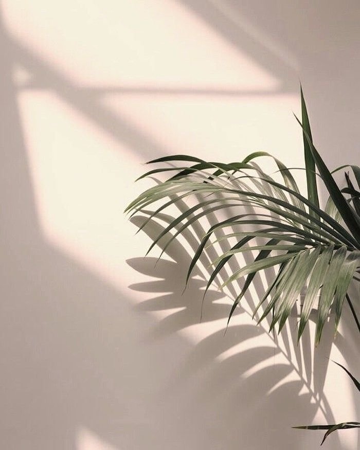 Soft fern casting natural shadows—symbolizing parts work, internal complexity, and the gentle process of IFS Therapy.