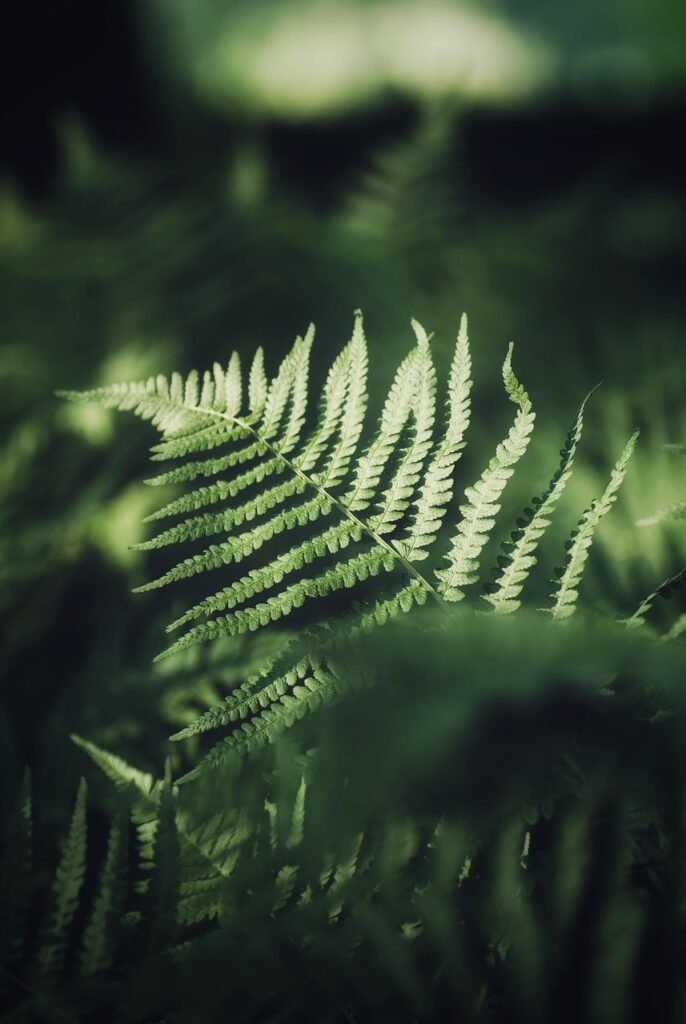 Close-up of a vibrant green fern frond against a softly blurred green forest background