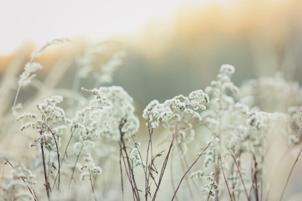 A cluster of colourful wildflowers against a softly blurred sunlit meadow background