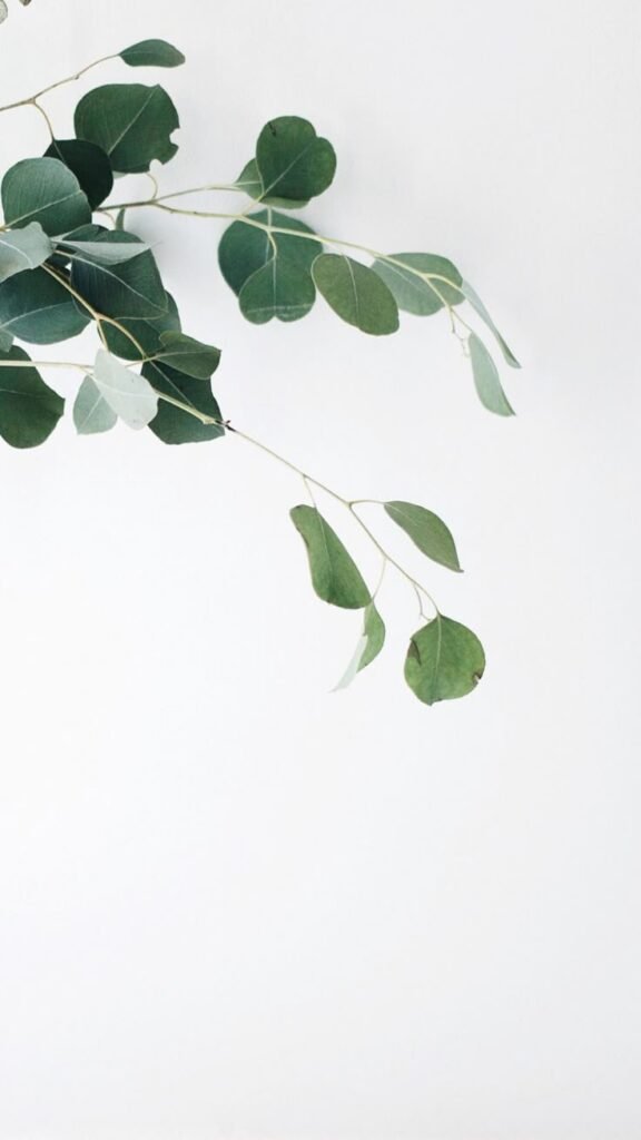Soft green leaves on a white background reflecting connection, calm, and inner presence in existential and somatic therapy